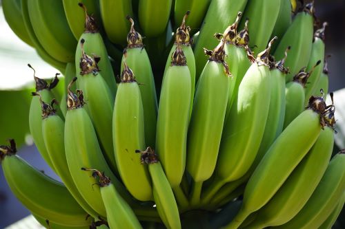 farine de bananes vertes